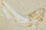 Cretaceous Fossil Fish With Shrimp - Lebanon #238356-1